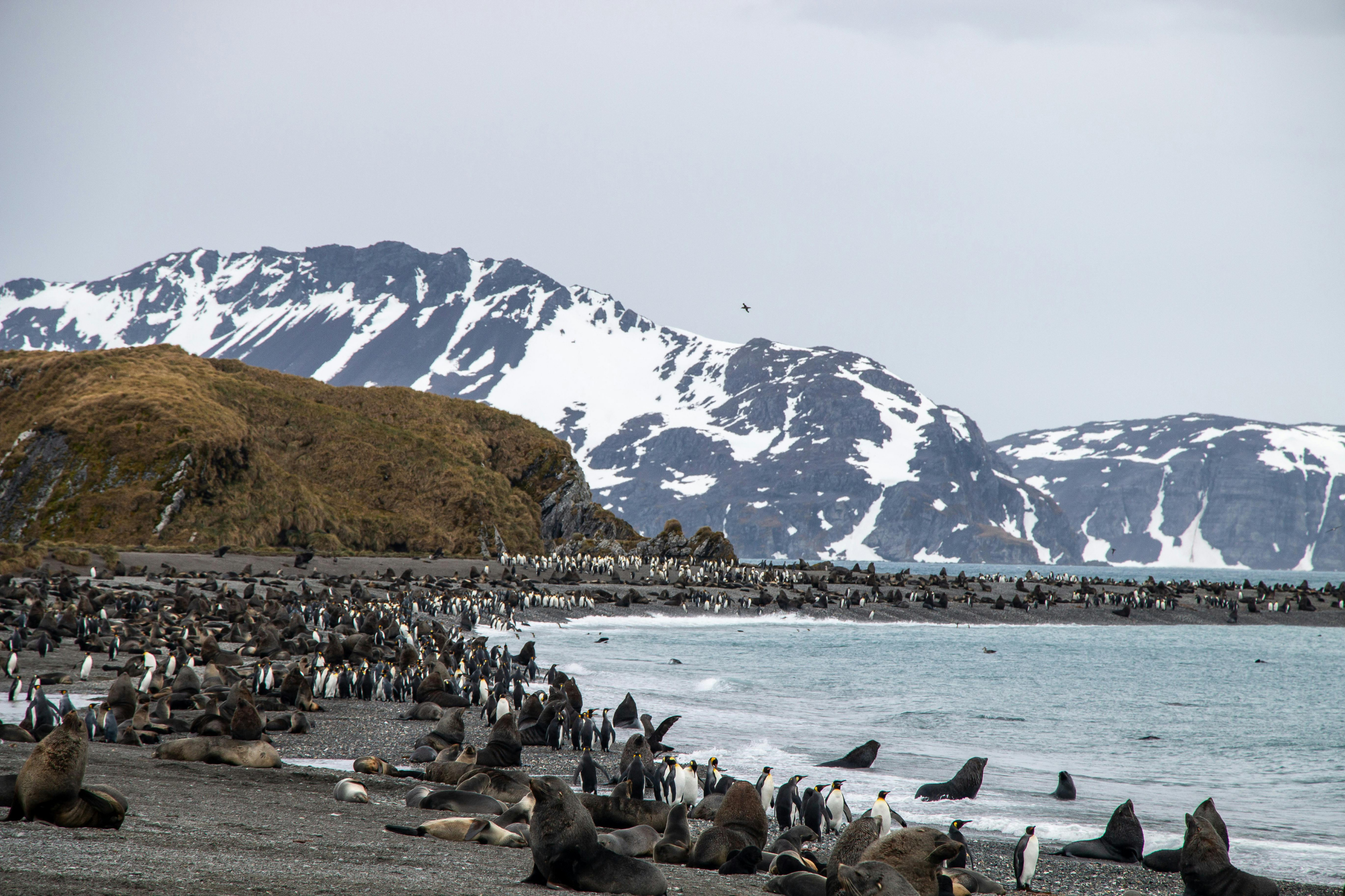 cape rosa, south georgia (2).webp